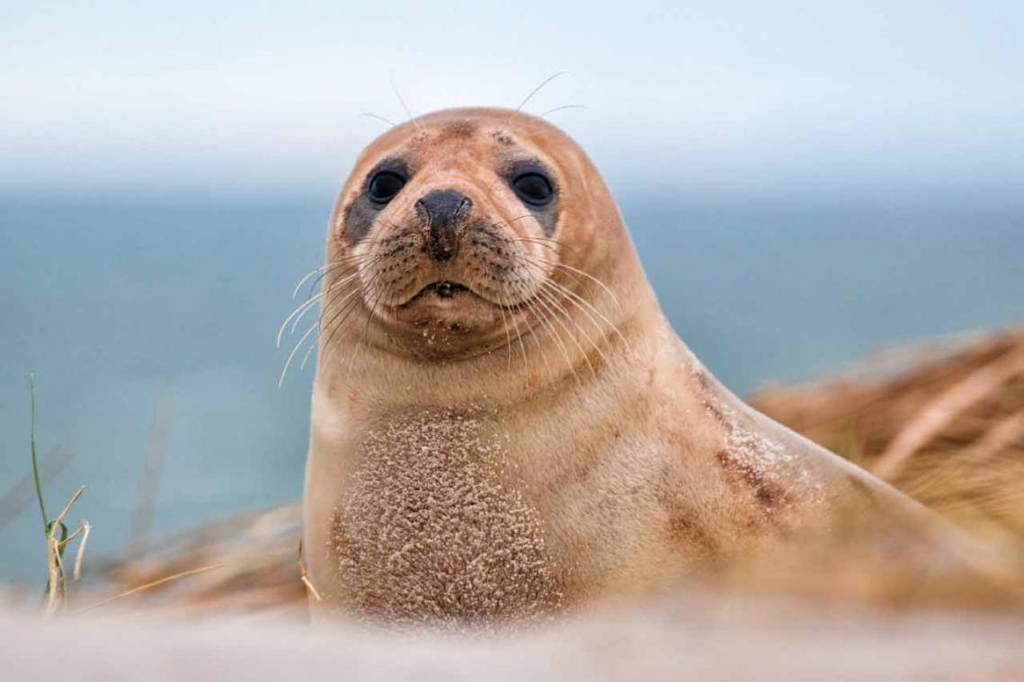 La Verriere. Les Locations Isahora C'Est Aussi Plusieurs Appart' De Standing A 2 Pas Du Chateau D'Eu, Des Falaises Du Treport, De Mers Les Bains Et Aux Portes De La Baie De Somme Eu (Seine-Maritime) Exteriér fotografie